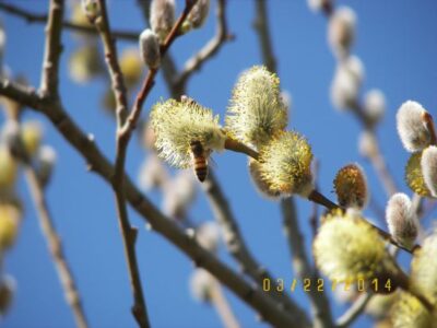 Bee Spring Cleaning Image